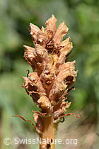 Würger (F166331)