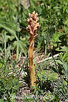 Würger Orobanche elatior (F166332)