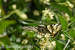 Segelfalter (Iphiclides podalirius) auf Schwalbenwurz (Vincetoxicum hirundinaria)