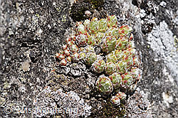 Foto: Spinnweb-Hauswurz (Sempervivum arachnoideum)