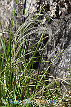 Zierliches Federgras (Stipa eriocaulis) (F166357) Zierliches Federgras (Stipa eriocaulis) (F166357)