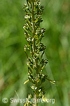 Grosses Zweiblatt (Listera ovata) (F166384)