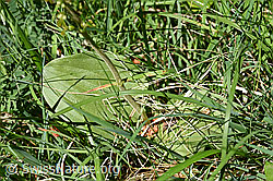 Grosses Zweiblatt (Listera ovata) (F166386)
