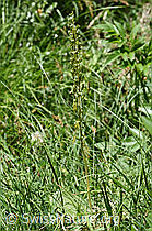 Grosses Zweiblatt (Listera ovata) (F166388)