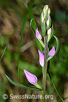 Foto: Rotes Waldvöglein (Cephalanthera rubra)