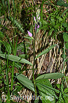 Foto: Rotes Waldvögelein (Cephalanthera rubra)