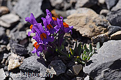Alpen-Leinkraut (Linaria alpina) (29.05.2020, F166644)