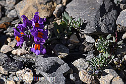 Alpen-Leinkraut (Linaria alpina) (29.05.2020, F166646)