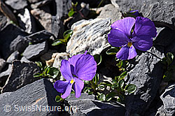 Mont Cenis-Stiefmütterchen (Viola cenisa) (29.05.2020, F166677)