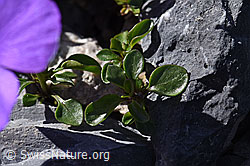Foto: Mont Cenis-Stiefmütterchen (Viola cenisa)
