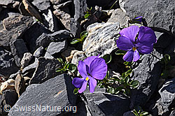Foto: Mont Cenis-Stiefmütterchen (Viola cenisa)
