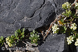 Schweizer Labkraut (Galium megalospermum) (F166714)