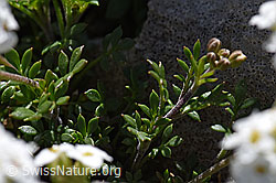 Foto: Alpen-Gämskresse (Pritzelago alpina)