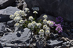 Foto: Alpen-Gämskresse (Pritzelago alpina)