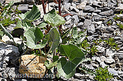 Alpen-Pestwurz (Petasites paradoxus) (F166768) Alpen-Pestwurz (Petasites paradoxus) (F166768)
