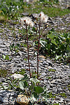 Alpen-Pestwurz (Petasites paradoxus) (F166770) Alpen-Pestwurz (Petasites paradoxus) (F166770)