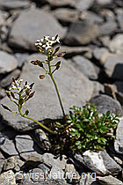 Foto: Alpen-Gämskresse (Pritzelago alpina)