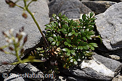 Foto: Alpen-Gämskresse (Pritzelago alpina)