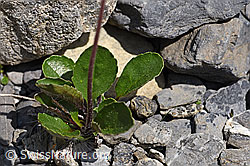 Alpenmasslieb (Aster bellidiastrum) (05.2020, F166815)