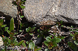 Schnake der Gattung Tipula (05.2020, F166836) Schnake der Gattung Tipula (05.2020, F166836)