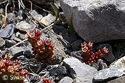 Foto: Dunkler Mauerpfeffer (Sedum atratum)