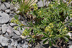 Glänzender Silbermantel (Alchemilla nitida) (05.2020, F166842)