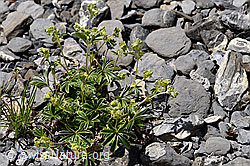 Foto: Glänzender Silbermantel (Alchemilla nitida)