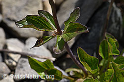 Foto: Dreiblatt-Baldrian (Valerina tripteris)