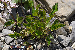Dreiblatt-Baldrian (Valerina tripteris) (05.2020, F166847)