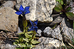 Gentiana verna (F166850)