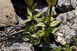 Frühlings-Enzian (Gentiana verna) (F166851)