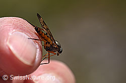 Gemeine Schnepfenfliege (Rhagio scolopaceus) (F166855) Gemeine Schnepfenfliege (Rhagio scolopaceus) (F166855)