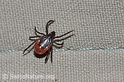 Foto: Zecke oder Gemeiner Holzbock (Ixodes ricinus)