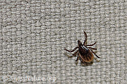 Foto: Zecke oder Gemeiner Holzbock (Ixodes ricinus)