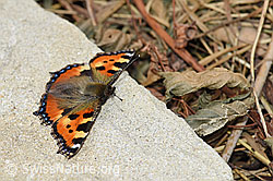 Kleiner Fuchs (Aglais urticae) (F168011) Kleiner Fuchs (Aglais urticae) (F168011)