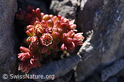 Dunkler Mauerpfeffer (Sedum atratum) (23.06.2020, F168264)