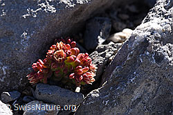 Foto: Dunkler Mauerpfeffer (Sedum atratum)