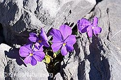 Foto: Mont Cenis-Stiefmütterchen (Viola cenisia)