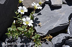 Breitblättriges Hornkraut (Cerastium latifolium) (F168923) Breitblättriges Hornkraut (Cerastium latifolium) (F168923)