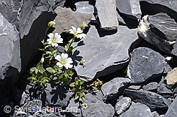Breitblättriges Hornkraut (Cerastium latifolium) (F168924) Breitblättriges Hornkraut (Cerastium latifolium) (F168924)