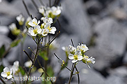 Alpen-Gänsekresse (Arabis alpina) (F168929)