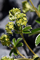 Foto: Glänzender Silbermantel (Alchemilla nitida)