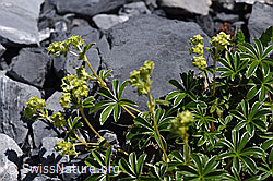 Alchemilla nitida (F168945)