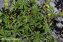 Alchemilla nitida (F168946)