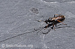 Foto: Oronotus binotatus (Schlupfwespe)