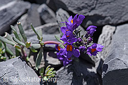 Alpen-Leinkraut (Linaria alpina) (F168997)