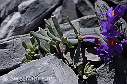 Alpen-Leinkraut (Linaria alpina) (F168998)