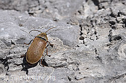 Foto: Behaarter Moorweichkäfer (Dascillus cervinus)