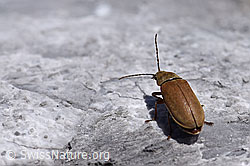 Foto: Behaarter Moorweichkäfer (Dascillus cervinus)