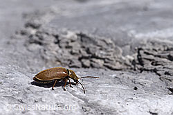 Foto: Behaarter Moorweichkäfer (Dascillus cervinus)